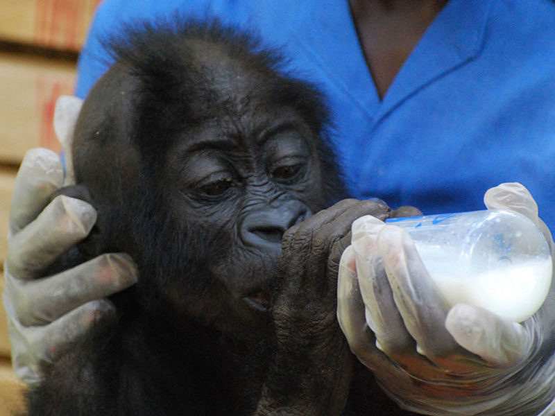Gorilla Rehabilitation